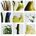 Master || Image of labeled notes Ambrette, Vanilla, Pear, Orris, Bergamot, Jasmine, Moss, Rose, Musk